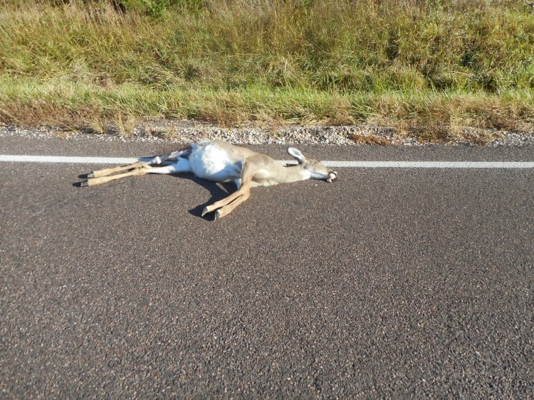 Hitting a deer with your car What to do to avoid it