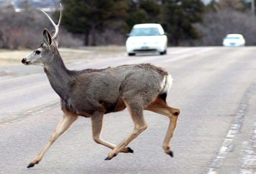 Deer and Car Collisions – What you Need to Know