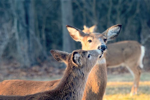 Deer and Car Collisions – What you Need to Know